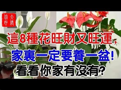 紅掌風水|【紅掌風水】紅掌風水擺放大全：擺對讓你財富旺不止！